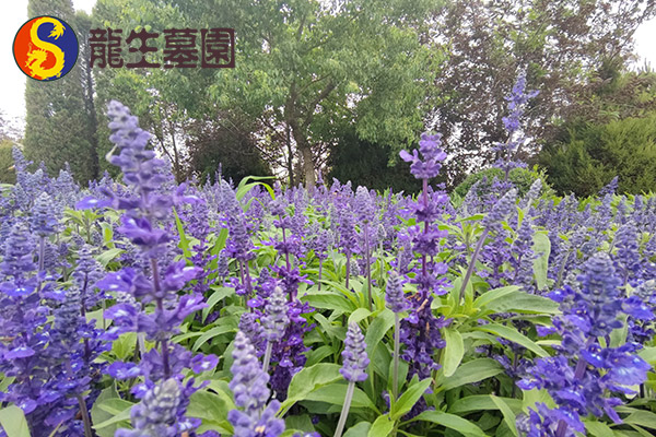 沈阳墓园预约指南-流程材料避坑提示
